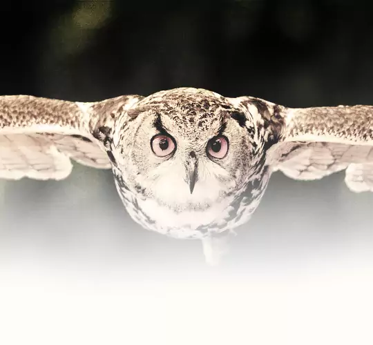 Wesco Background Mobile